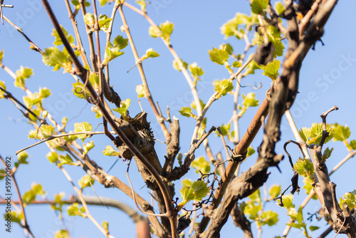 Branch of grapes with young leaves on blue sky background. Spring garden. Beauty in nature, close up. Growing foliage. Vineyard landscape. Fresh green foliage on tree. Nature in details. 