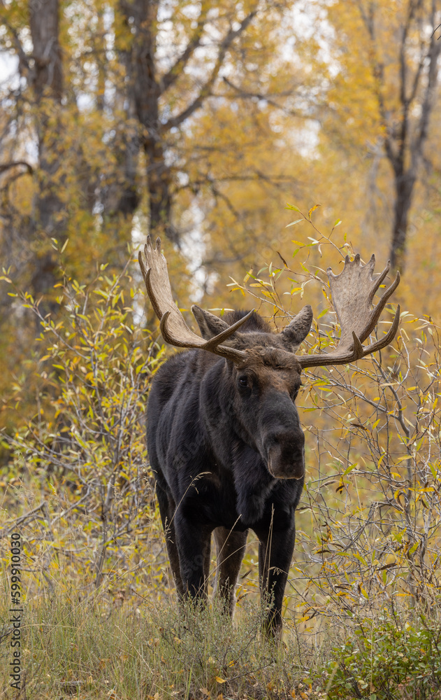 Bull Shiras Moose During the Rut in Autumn in Grand Teton National Park Wyoming Bull Shiras Moose During the Rut in Autumn in Grand Teton National Park Wyoming