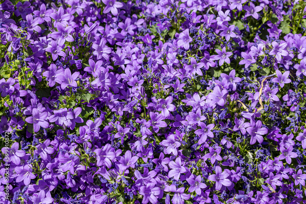 Campanules de Dalmatie Campanules de Dalmatie