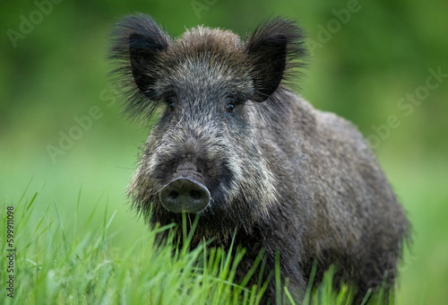 Wild boar in the field at summer evening