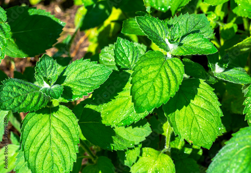 Mint leaves after rain. medicinal plants © Elena