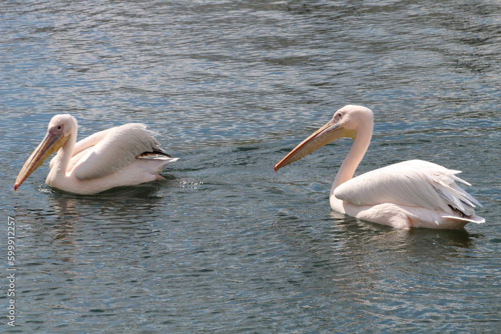 pelicans on the beach