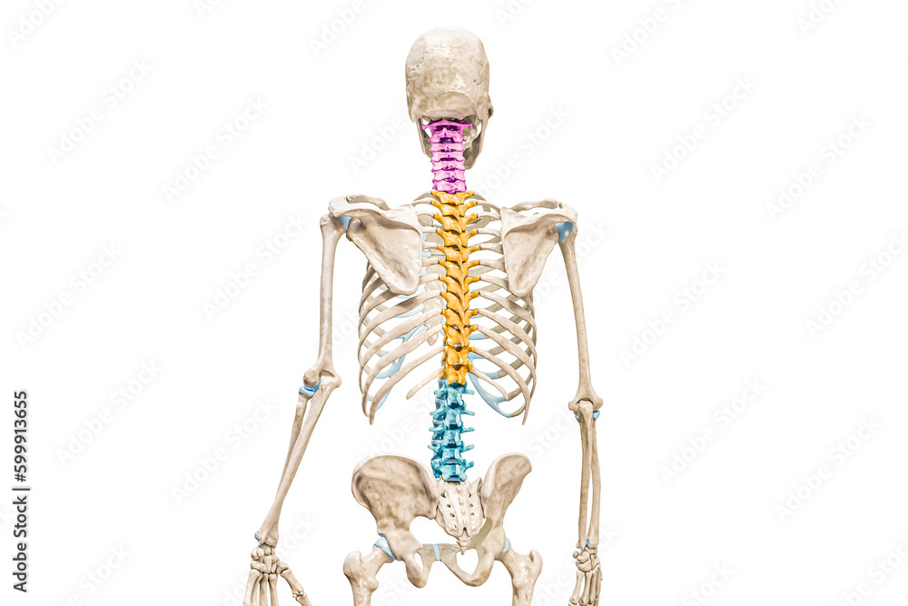 Cervical, thoracic and lumbar vertebrae in color back view 3D rendering illustration isolated on white background. Human spine or backbone anatomy, medical diagram, skeletal system concepts.