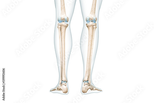 Tibia or shin bone with calf body contours rear view 3D rendering illustration isolated on white with copy space. Human skeleton anatomy  medical diagram  osteology  skeletal system concepts.