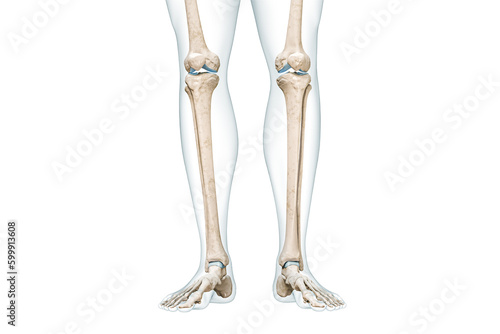 Tibia or shin bone with calf body contours front view 3D rendering illustration isolated on white with copy space. Human skeleton anatomy, medical diagram, osteology, skeletal system concepts.