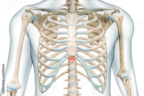 Xiphoid process bone of the sternum in red color with body 3D rendering illustration isolated on white with copy space. Human skeleton or skeletal system anatomy, medical diagram, osteology concepts.