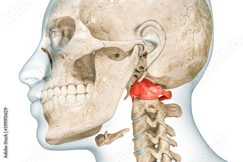 Atlas first cervical vertebra in red color with body 3D rendering illustration isolated on white with copy space. Human skeleton ans spine anatomy, medical diagram, osteology, skeletal system concept. photo