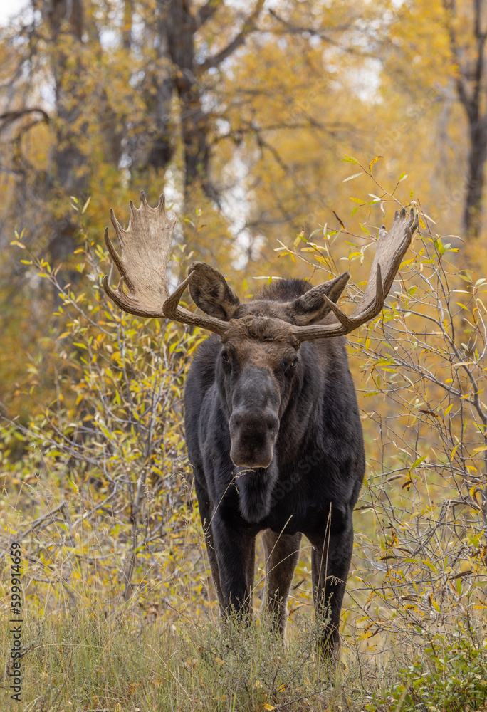 Bull Shiras Moose During the Rut in Autumn in Grand Teton National Park Wyoming Bull Shiras Moose During the Rut in Autumn in Grand Teton National Park Wyoming