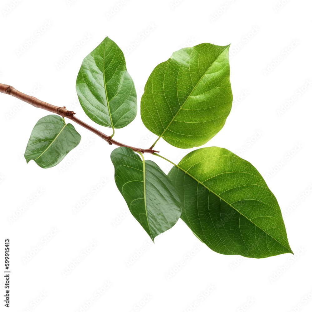 Fototapeta premium Tree branch with green leaf. Transparent isolated background. AI generated