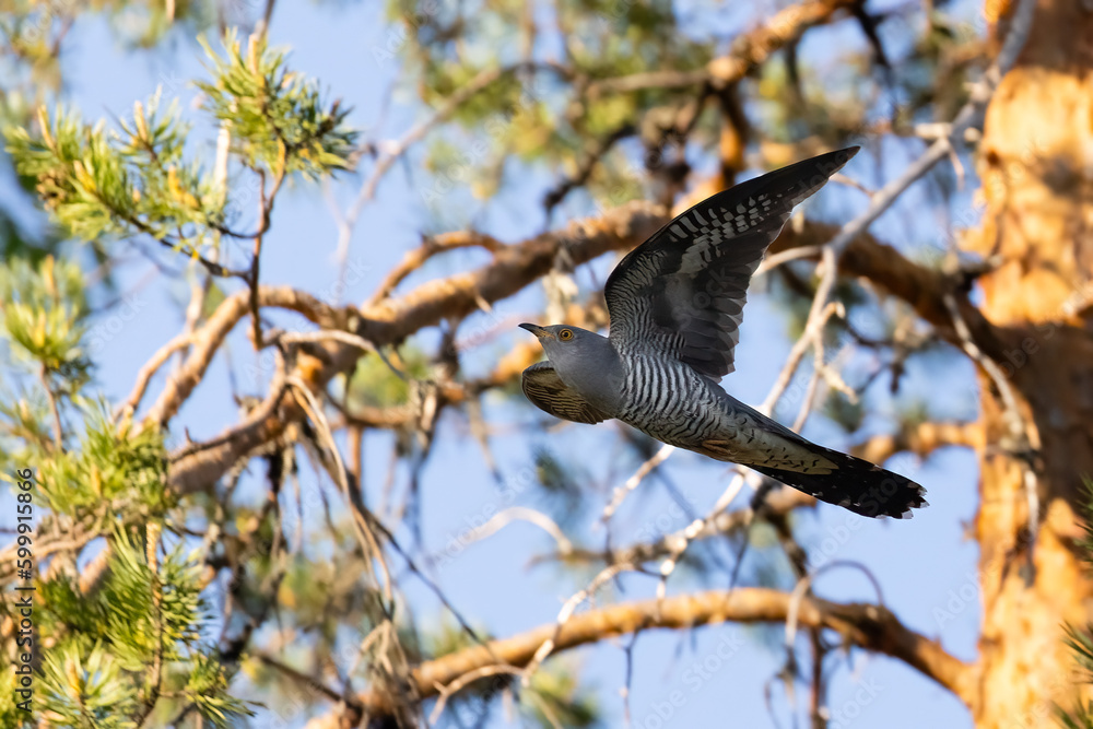 Fototapeta premium cuckoo