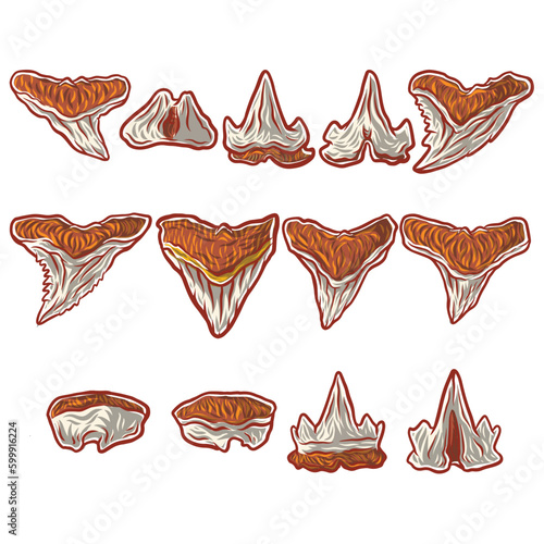 shark tooth megalodon vector 1