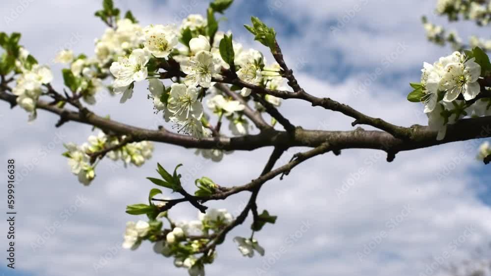 Spring blossom of trees ,branches of sakura wit flowers waving from wind, horizontal 4k footage Spring blossom of trees ,branches of sakura wit flowers waving from wind, horizontal 4k footage