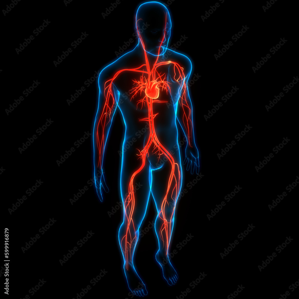 Human Circulatory System Heart Anatomy Stock Illustration | Adobe Stock