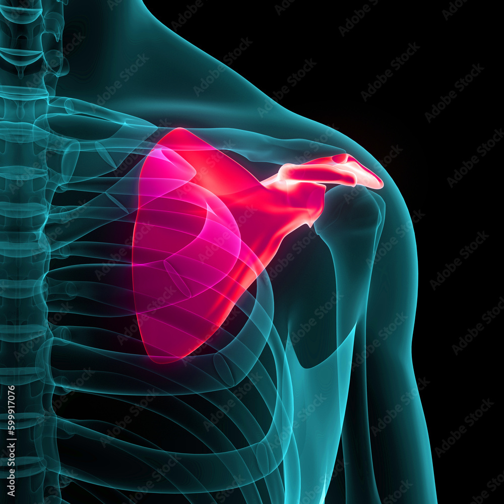 Human Skeleton System Scapula Bone Joints Anatomy Stock Illustration
