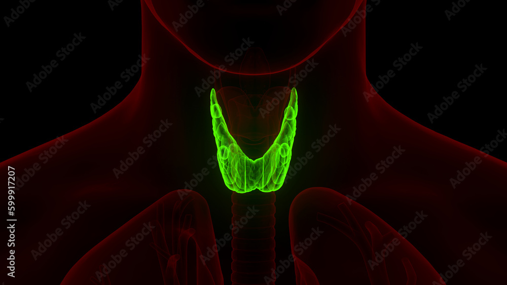 Human Body Glands Thyroid Gland Anatomy Stock Illustration Biology Diagrams