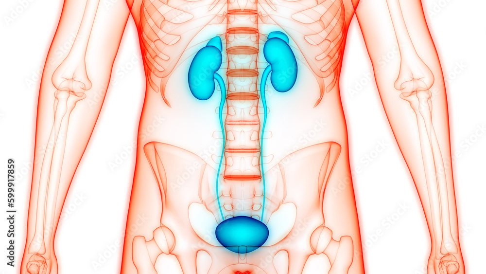 Human Urinary System Kidneys with Bladder Anatomy Stock Illustration ...