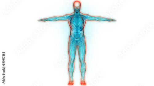 Human Internal System Lymph Nodes Anatomy