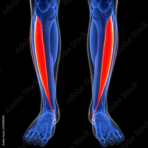 Human Muscular System Leg Muscles Tibialis Anterior Muscles Anatomy photo