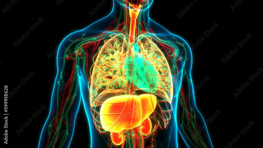 Human Internal Organs Anatomy Stock Illustration Biology Diagrams