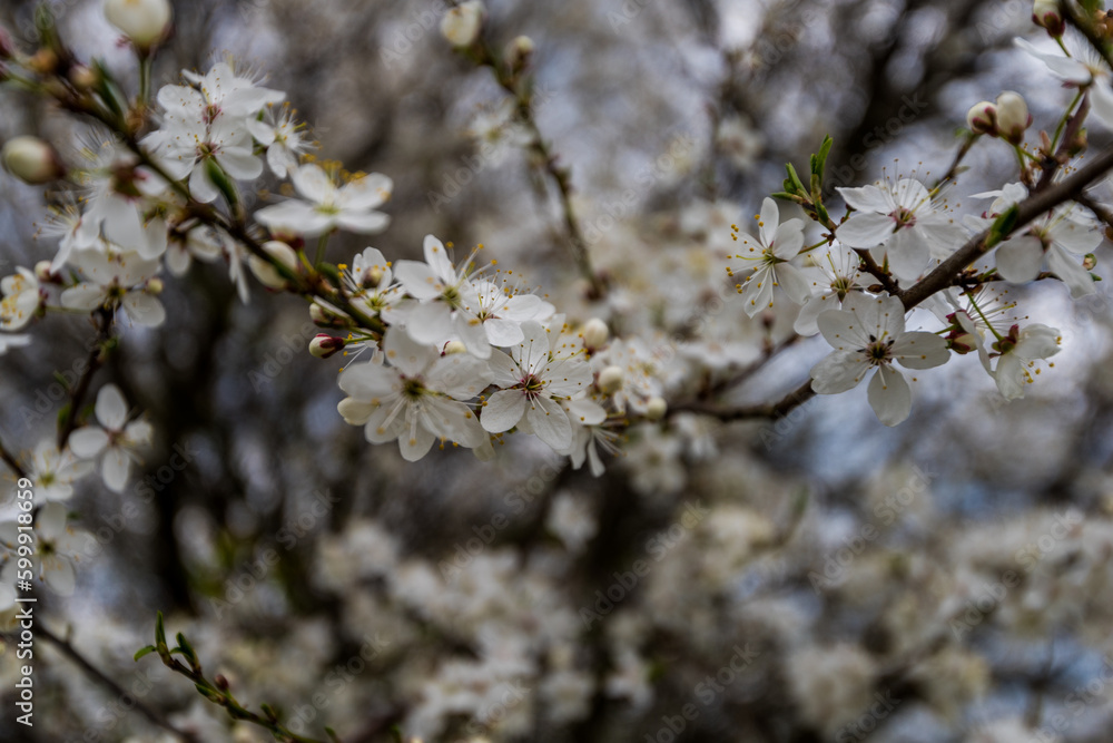 blooming tree in spring blooming tree in spring