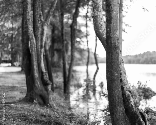 Black and white trees by the lake