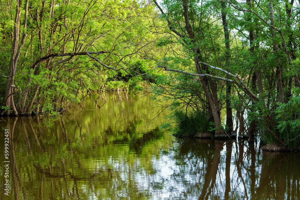 Oasis of Punte Alberete - freshwater wetland stretching for about 190 hectares, still characterised by an ancient geomorphology