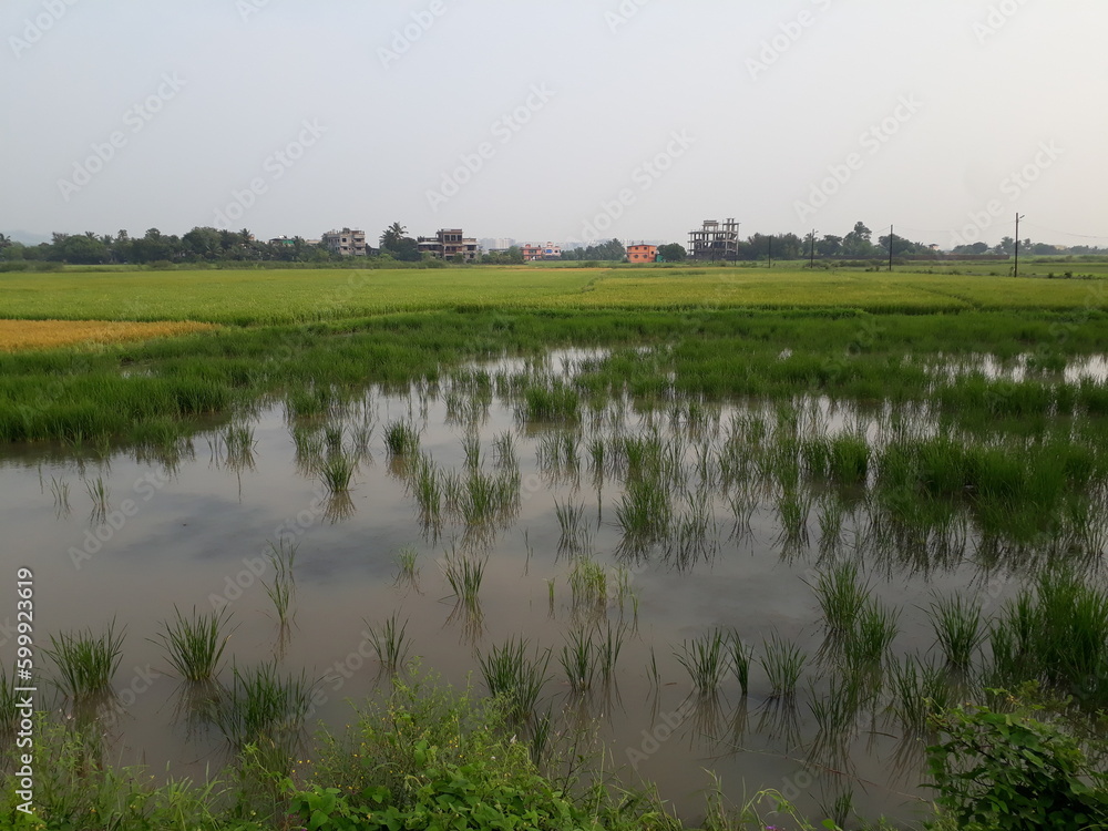 Paddy Field with water view