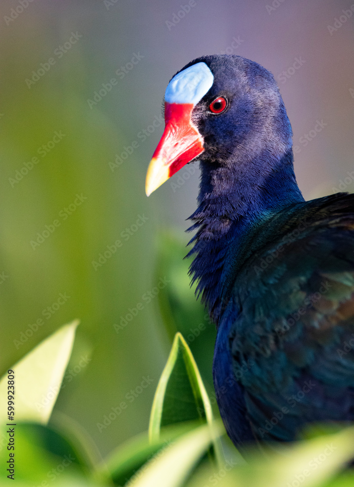 Blue forehead shield of purple gallinule is striking Blue forehead shield of purple gallinule is striking