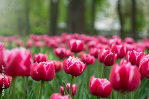 Beautiful, bright flowers in a spring sun-drenched park.