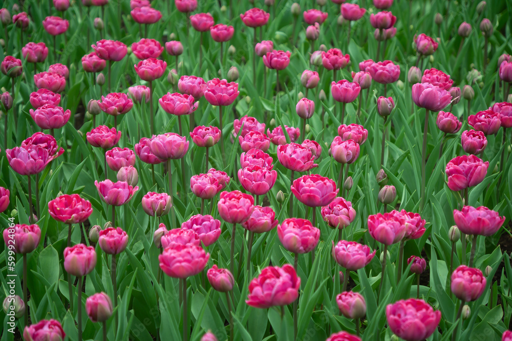 Beautiful, bright flowers in a spring sun-drenched park.