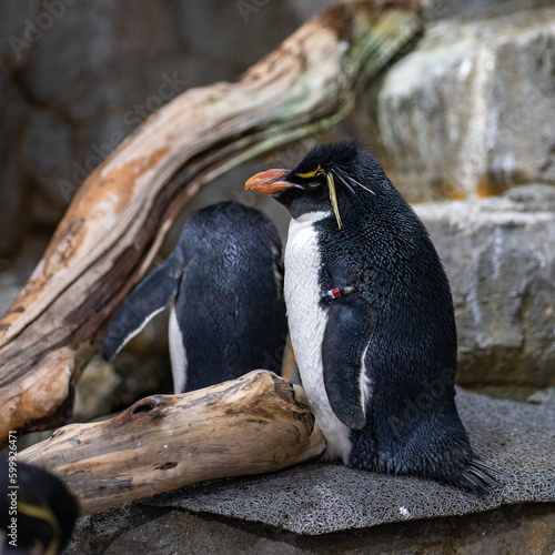 Chubby Southern Rockhopper Penguin Taking a Nap
