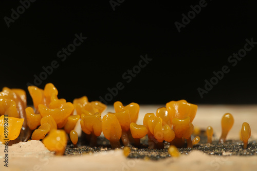 Orange fruiting bodies of a fungus in the order Dacrymycetaceae. These fungi typically live in dead wood including man-made structures like birdhouses and fence posts.  photo