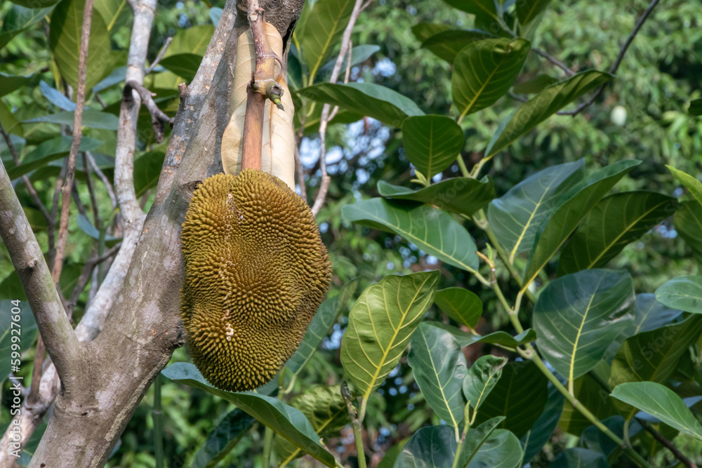growing jackfruits with nature background growing jackfruits with nature background