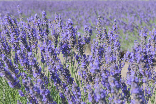 Purple field of fresh blooming lavender. Flavoring aromatic plants in sunny day landscape. Wallpaper background