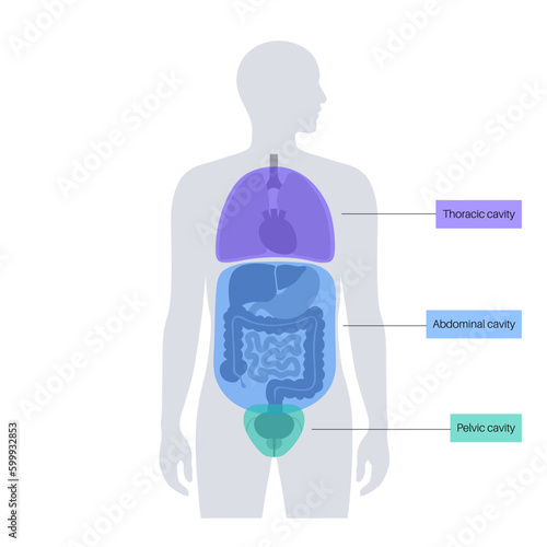 Body cavities poster