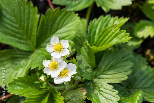 Obraz na plátne Wild strawberry flowers closeup in sunny spring day