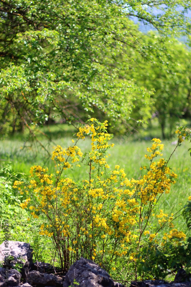 Bright yellow wildflowers and lush green trees in the background. Selective focus.
