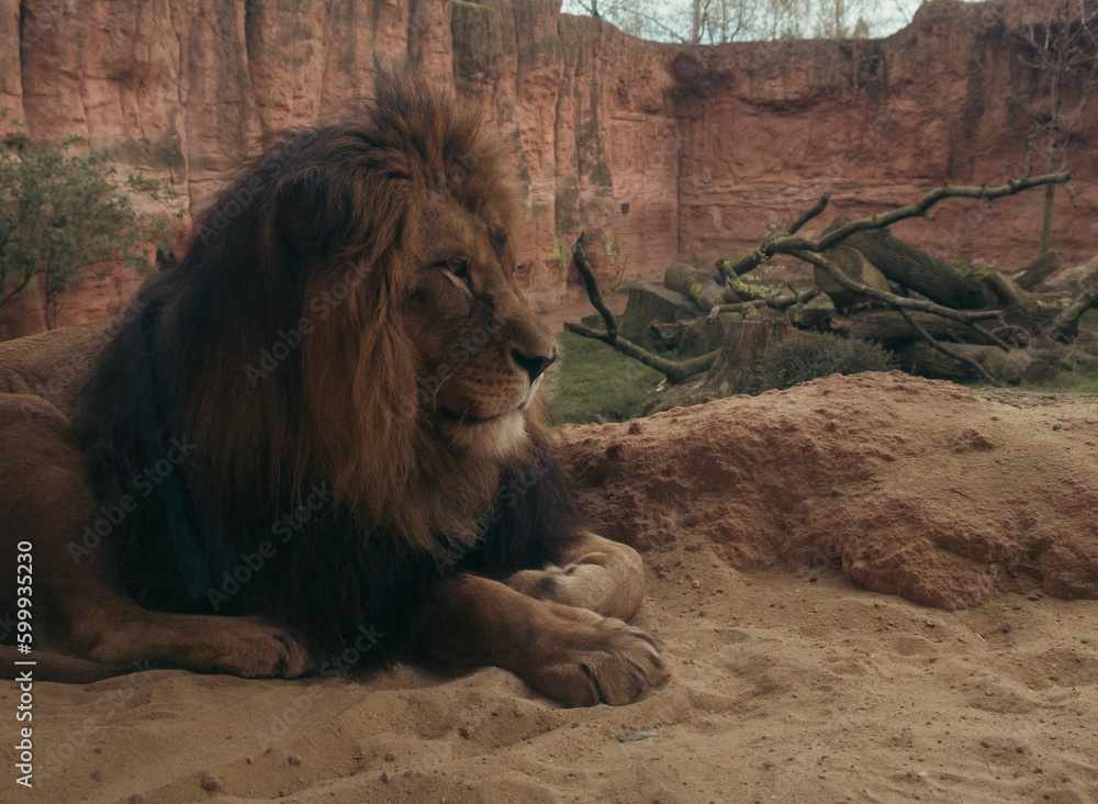 Obraz premium A majestic lion stares, its mighty mane rippling in the breeze. Its powerful presence a reminder of animal wildlife and majesty.Hannover zoo