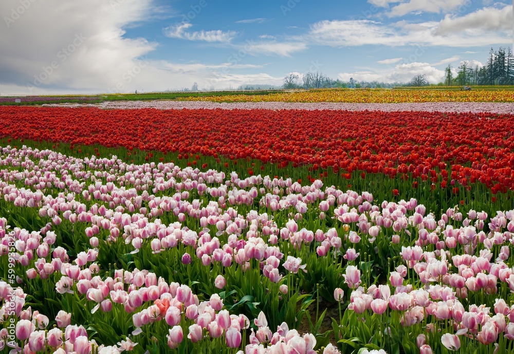 Tulip fields near Woodburn, Oregon