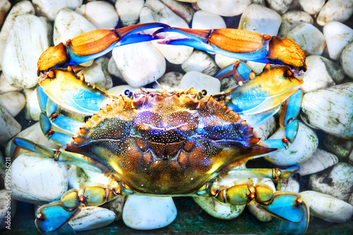 Blue crab on white stones, Dalyan river, Mediterranean Sea, Marmaris, Turkey
