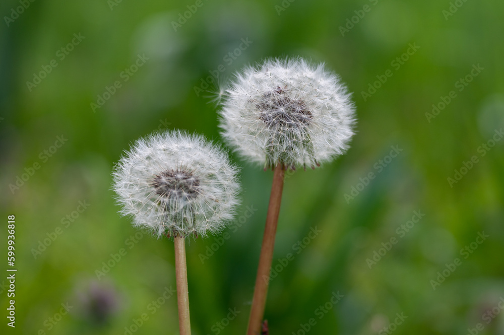 Beautiful dandelion flower. Close up view and green blurred background. Beautiful dandelion flower. Close up view and green blurred background.