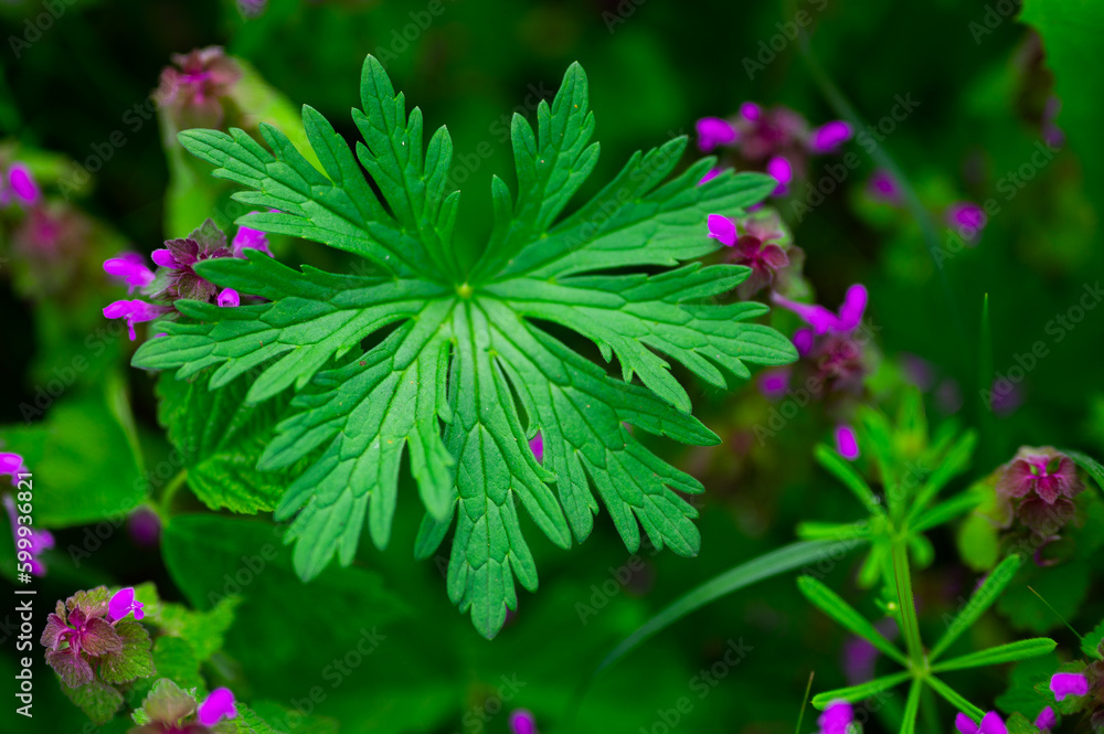 Still life with leaves. Beautiful natural background, leaves and flowers. Still life with leaves. Beautiful natural background, leaves and flowers.
