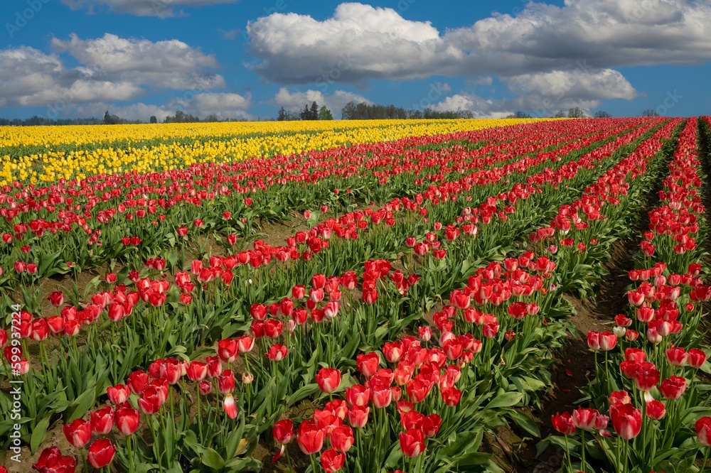 Tulip fields near Woodburn, Oregon