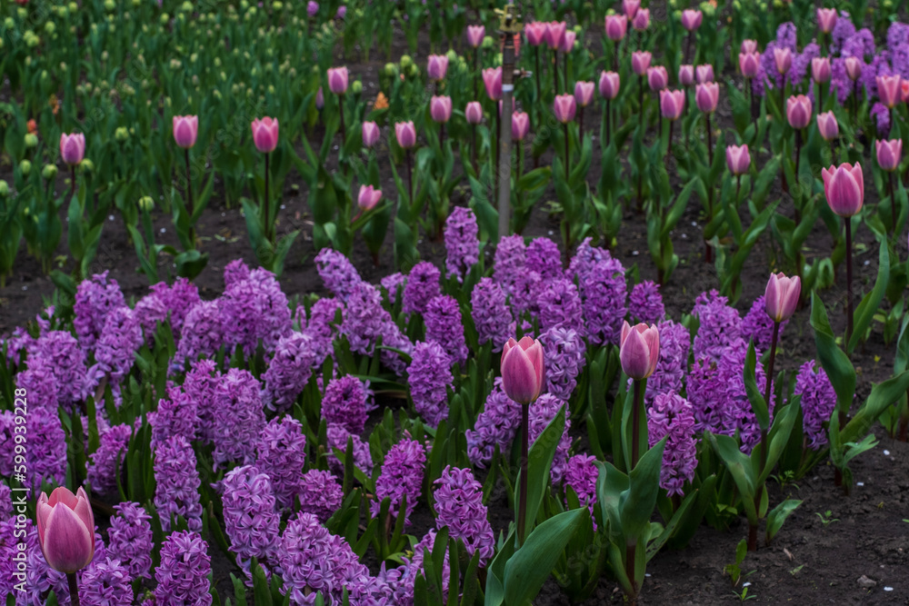 Beautiful blooming pink tulip and purple hyacinths on fields.