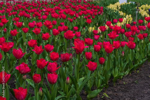 Beautiful blooming red tulip fields.