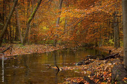  golden autumn in the forest. Landscape with a river in an autumn forest