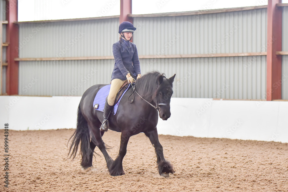 Fell pony trotting in show, dressage outfit, riding in arena, school or menage Fell pony trotting in show, dressage outfit, riding in arena, school or menage