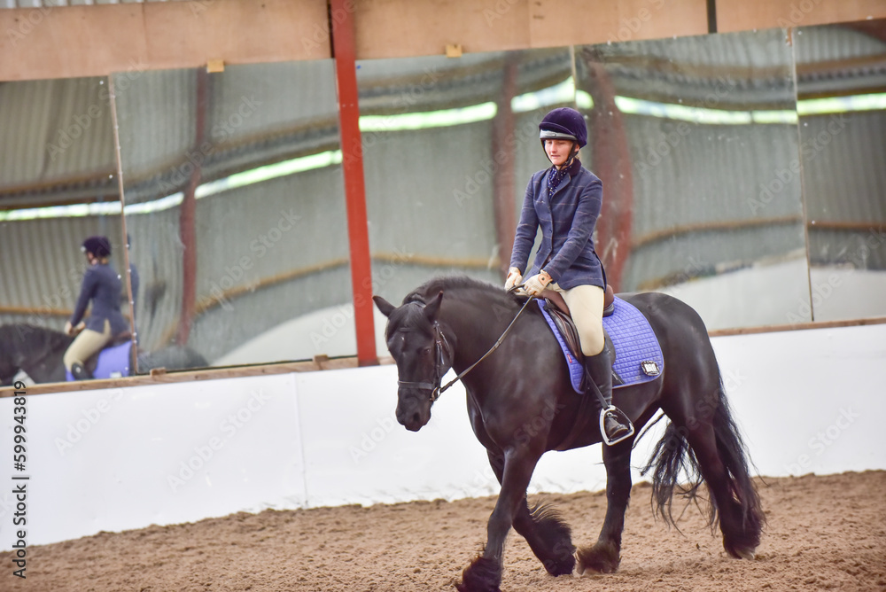 Fell pony trotting in show, dressage outfit, riding in arena, school or menage Fell pony trotting in show, dressage outfit, riding in arena, school or menage