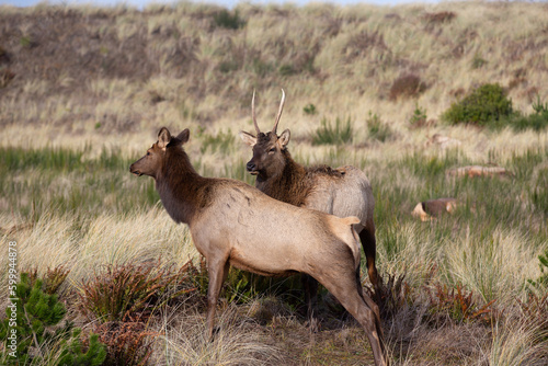 Gearhardt, Oregon, USA - 11/07/2022:  Roosevelt Elk herd residing along the Oregon coast in Gearhart Beach, Oregon.