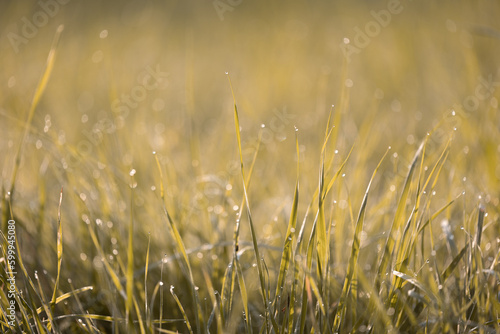 Close up of dew on green grass.